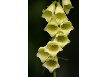 Großblütiger Fingerhut (Digitalis grandiflora) - © Barbara Marktl